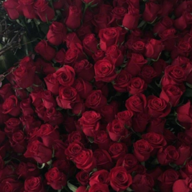 人的内心不种鲜花就长