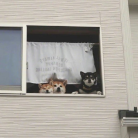 我所理解的生活就是 