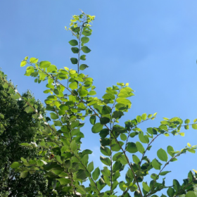 夏天的风我永远记得,