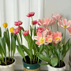 𝙎𝙝𝙖𝙧𝙚｜朋友圈背