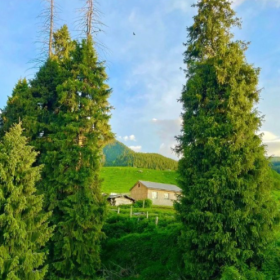 小桥流水草地牛羊 夏