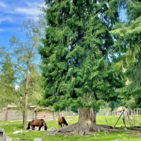 小桥流水草地牛羊 夏