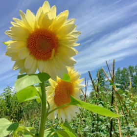 ◡̈ 四月的馈赠,是