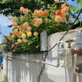 ◡̈ 四月的馈赠,是