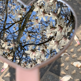 玉兰花的花语是友谊长