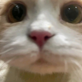 可爱小动物看着心情都