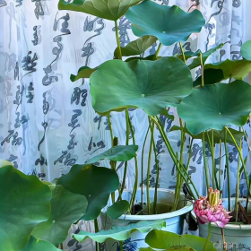 今日份壁纸