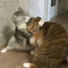 去做猫吧做不被定义的