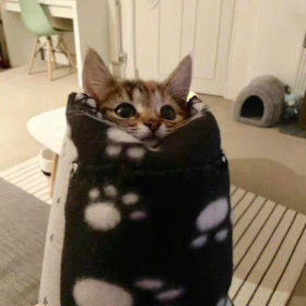 去做猫吧做不被定义的