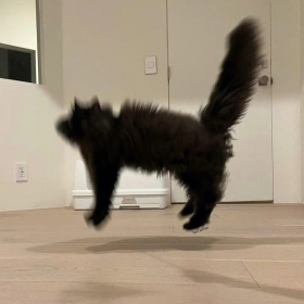 去做猫吧做不被定义的