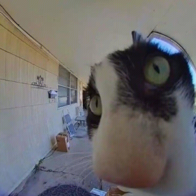 去做猫吧做不被定义的