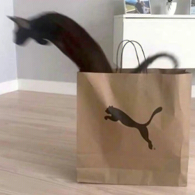 去做猫吧做不被定义的